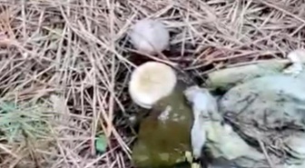 Bolu'daki Ormanlık Alan Çöplüğe Dönüştü