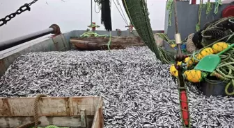 Samsun'da 1,8 Milyon Kilogram Hamsi Denetlendi