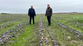 Tekirdağ'da Safran Üretimi Artıyor