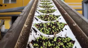 Kozan'da Zeytin Hasadı Sonrası Yağ Üretimi Hızlandı, Rekolte Düşkünlüğü Yaşandı