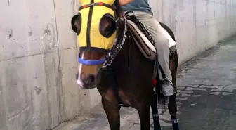 Adana'da Trajik Kaza: Seyis 8 Gün Savaş Verdiği Hayatını Kaybetti