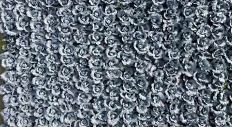 Bafra'da Kırmızı Lahana Hasadı Başladı