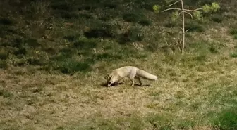 Bitlis'te Aç Kalan Tilki, Yerleşim Yerinde Yiyecek Arıyor