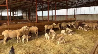 Bilecik'te Yüzde 100 Hibe Destekli Küçükbaş Hayvancılık Projesi Başladı