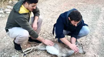 Tunceli'de İki Kuzenin Yavru Keçi Kurtarma Çabası