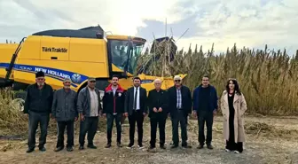 Konya'da Endüstriyel Kenevir Hasadına Başlandı