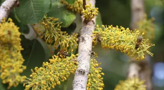 Mersin Silifke'de Keçiboynuzu Balı Hasadı Başladı