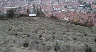 Samsun ve çevre illerde 'Milli Ağaçlandırma Günü' dolayısıyla fidan dikimi yapıldı