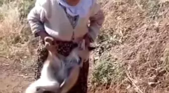 Cesur Nine Tayyibe Karabulut Hayatını Kaybetti