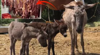 Bakanlık markayı ifşa etti: İşte vatandaşa sucuk diye at ve eşek eti yedirilen ilimiz