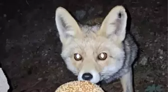 Tilki Bayram Kömbesiyle Buluştu