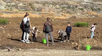 Muğla'da 300 Yaşında Zeytin Ağacı Doğaya Kazandırıldı