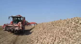 Aksaray'da Şeker Pancarı Hasadı 2 Milyon 200 Bin Ton Bekleniyor