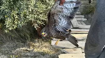Yaralı Şahin, Tedavi İçin Kurtarıldı