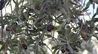 Artvin'in Butko Zeytini Hasadı Devam Ediyor