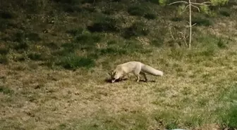 Bitlis'te Yiyecek Arayan Tilki Kameralara Yansıdı