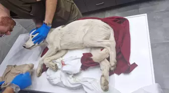 Bodrum'da Yavru Köpeklere Ateş Açan İ.A. Tutuklandı