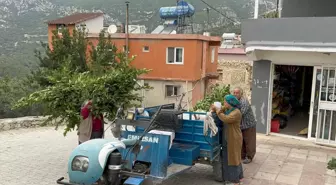 Hatay'da Defne Hasadı Başladı: Ailelerin Geçim Kaynağı