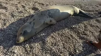 Kaş'ta Dinlenen Fok, Uykusunun Ardından Denize Döndü