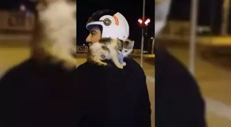 Motosiklet Sürücüsü Yolda Bulduğu Yavru Kediyi Sahiplenip Eve Götürdü