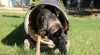 Antalya'daki Narkotik Köpekleri Oyun Temelli Eğitimle Görev Başında