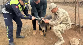 Siirt'te Sürü Hayvanlarına Reflektörlü Bant Uygulaması
