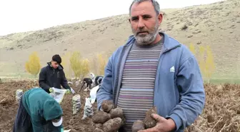 Ağrı'da Mor Patates Hasadı Başladı