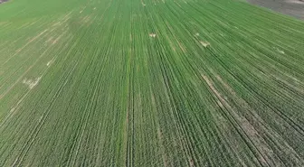 Edirne'de Yağışlar Kanola Üreticilerini Sevindiriyor