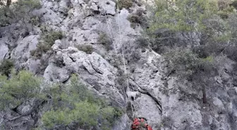Fethiye'de Mahsur Kalan 4 Keçi AKUT Tarafından Kurtarıldı
