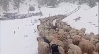 Ordu'da Çobanlar Karla Mahsur Kaldı