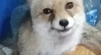 Emekli Vatandaşın Tilkilere Besleme Anları Kamerada