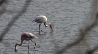 Hersek Lagünü: Türkiye'nin Kuş Zenginliği