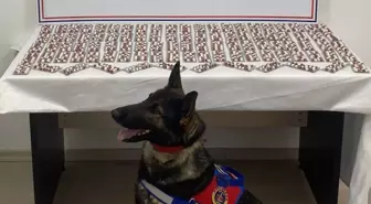 Tosya'da 1344 Uyuşturucu Hapla Yakalanan Şüpheli Tutuklandı