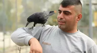 Sakarya'da Tedavi Edilen Karga, İnsanlarla Yakın Dost Oldu