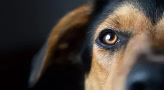 Sıra dışı kaza: Köpek sahibini vurdu