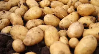 Uzman Uyarısı: Yeşillenen, Filizlenen ve Lekeli Patatesler Sağlık Riski Taşıyor