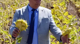 İklim Değişikliği Tarımsal Verimliliği Olumsuz Etkiliyor