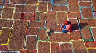 Fındık İhracatında Düşüş ve Fiyat Artışı Beklentisi