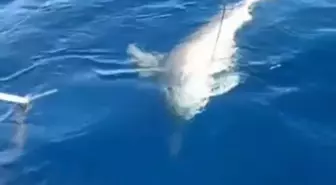 Yayladağı'nda Amatör Balıkçının Oltasına Köpek Balığı Takıldı