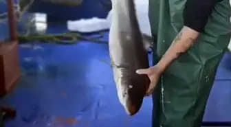Balıkçı Yasin Püsküllü, Koruma Altındaki Köpek Balığını Yeniden Suya Bıraktı