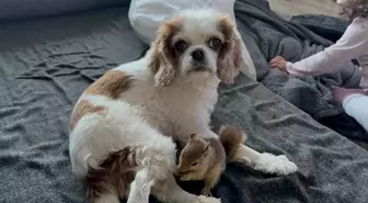 Yasa Dışı Üretilen Sincap Yurt Dışına Gönderiliyor