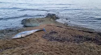 Çanakkale'de Ölü Yunus Bulundu