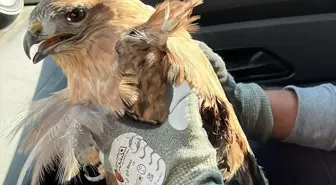 Kırşehir'de Yaralı Kızıl Şahin Tedavi Altına Alındı