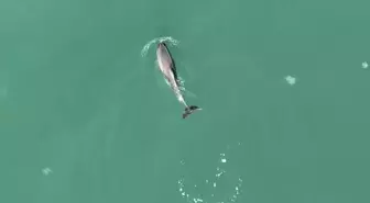 Sinop'ta Yunus Dronla Görüntülendi