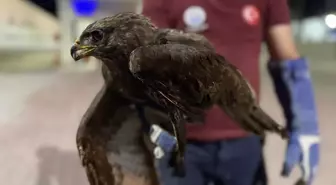 Yaralı Kızıl Şahin Tedavi Altına Alındı