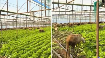 Ürün para etmeyince seraya koyun sürüsünü saldı