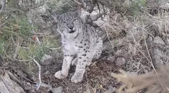 Van'da Nesli Tehlike Altında Olan Vaşak Görüntülendi