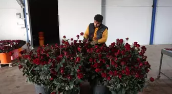 Antalya'da Gül Seracılığına Yenilikçi Yaklaşım