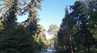 Atatürk Arboretumu: Türkiye'nin İlk Canlı Ağaç Müzesi