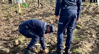 Ayvacık'ta 1500 Fıstık Çamı Fidanı Dikildi